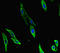 Coactivator Associated Arginine Methyltransferase 1 antibody, LS-C682161, Lifespan Biosciences, Immunofluorescence image 