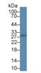 Cysteine Rich Secretory Protein 3 antibody, MBS2028271, MyBioSource, Western Blot image 