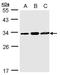 TatD DNase Domain Containing 1 antibody, LS-C185840, Lifespan Biosciences, Western Blot image 