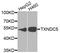 Thioredoxin Domain Containing 5 antibody, abx005522, Abbexa, Western Blot image 