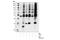 AKT1 Substrate 1 antibody, 9614L, Cell Signaling Technology, Western Blot image 