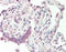 Delta 4-Desaturase, Sphingolipid 1 antibody, LS-B10879, Lifespan Biosciences, Immunohistochemistry paraffin image 