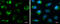 mtHSP70 antibody, GTX133283, GeneTex, Immunocytochemistry image 