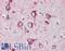 Superoxide Dismutase 2 antibody, LS-B3161, Lifespan Biosciences, Immunohistochemistry frozen image 