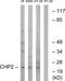 Calcineurin Like EF-Hand Protein 2 antibody, PA5-39066, Invitrogen Antibodies, Western Blot image 