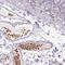 USBP1 antibody, HPA052471, Atlas Antibodies, Immunohistochemistry frozen image 