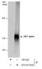 HIF1-alpha antibody, GTX127309, GeneTex, Immunoprecipitation image 