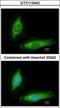 Secretagogin antibody, GTX115442, GeneTex, Immunocytochemistry image 