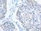 5-aminolevulinate synthase, nonspecific, mitochondrial antibody, MBS2518055, MyBioSource, Immunohistochemistry frozen image 