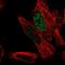 Mediator Complex Subunit 31 antibody, PA5-57477, Invitrogen Antibodies, Immunofluorescence image 