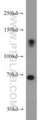Zinc Finger CCCH-Type Containing 4 antibody, 20041-1-AP, Proteintech Group, Western Blot image 