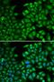 Homeobox A5 antibody, orb329606, Biorbyt, Immunocytochemistry image 