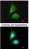 Serine/Threonine Kinase 24 antibody, NBP1-31575, Novus Biologicals, Immunofluorescence image 