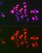 DNA Topoisomerase II Alpha antibody, GTX65863, GeneTex, Immunofluorescence image 
