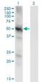 Protein Phosphatase 3 Catalytic Subunit Gamma antibody, H00005533-M01, Novus Biologicals, Western Blot image 