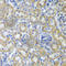 KIT Ligand antibody, A5672, ABclonal Technology, Immunohistochemistry paraffin image 