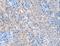 Acyl-CoA Oxidase 1 antibody, LS-C401158, Lifespan Biosciences, Immunohistochemistry frozen image 