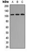 Tubulin Gamma Complex Associated Protein 2 antibody, LS-C354374, Lifespan Biosciences, Western Blot image 