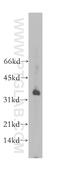 POU Class 2 Homeobox Associating Factor 1 antibody, 13605-1-AP, Proteintech Group, Western Blot image 