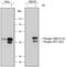 CREB Binding Protein antibody, MAB6906, R&D Systems, Western Blot image 