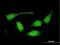 Sorting Nexin 32 antibody, H00254122-B01P, Novus Biologicals, Immunofluorescence image 
