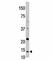 Thioredoxin antibody, F40029-0.4ML, NSJ Bioreagents, Western Blot image 