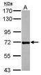 CD97 antigen antibody, PA5-28350, Invitrogen Antibodies, Western Blot image 