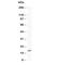Myoglobin antibody, R30924, NSJ Bioreagents, Western Blot image 