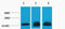 Histone H3 antibody, STJ97200, St John