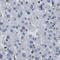 Tyrosyl-TRNA Synthetase antibody, PA5-53883, Invitrogen Antibodies, Immunohistochemistry frozen image 