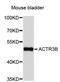 Actin Related Protein 3B antibody, STJ26935, St John