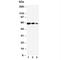 Secreted Phosphoprotein 1 antibody, R30504, NSJ Bioreagents, Western Blot image 