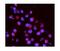 Interleukin 15 Receptor Subunit Alpha antibody, A03016-1, Boster Biological Technology, Immunofluorescence image 