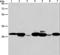 Adenylate Kinase 2 antibody, LS-C404650, Lifespan Biosciences, Western Blot image 