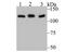 Heterogeneous Nuclear Ribonucleoprotein U antibody, NBP2-75526, Novus Biologicals, Western Blot image 