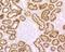 Cubilin antibody, A03670, Boster Biological Technology, Immunohistochemistry frozen image 