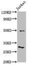 Kruppel Like Factor 13 antibody, LS-C673405, Lifespan Biosciences, Western Blot image 