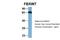 F-Box And WD Repeat Domain Containing 7 antibody, NBP1-59631, Novus Biologicals, Western Blot image 