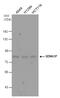 Semaphorin 3F antibody, PA5-30167, Invitrogen Antibodies, Western Blot image 