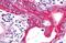Growth hormone-releasing hormone receptor antibody, MBS247312, MyBioSource, Immunohistochemistry paraffin image 