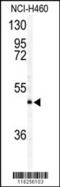 Apoptosis Inducing Factor Mitochondria Associated 2 antibody, 57-121, ProSci, Western Blot image 