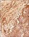 MICAL Like 1 antibody, NBP2-70017, Novus Biologicals, Immunohistochemistry paraffin image 