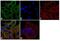 Transglutaminase 2 antibody, LF-MA0094, Invitrogen Antibodies, Immunofluorescence image 