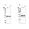 Mitochondrial Ribosomal Protein L45 antibody, PA5-54784, Invitrogen Antibodies, Western Blot image 