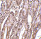 AN32E antibody, 11084, QED Bioscience, Immunohistochemistry frozen image 