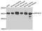 Aldo-Keto Reductase Family 1 Member B10 antibody, A02976-1, Boster Biological Technology, Western Blot image 