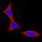 Component Of Inhibitor Of Nuclear Factor Kappa B Kinase Complex antibody, AF3768, R&D Systems, Immunofluorescence image 