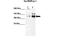 Heterogeneous Nuclear Ribonucleoprotein U Like 1 antibody, GTX49009, GeneTex, Western Blot image 