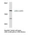 STK11 antibody, LS-C176540, Lifespan Biosciences, Western Blot image 