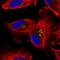 Arylsulfatase B antibody, HPA037770, Atlas Antibodies, Immunofluorescence image 